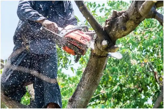 tree services Rose Lodge